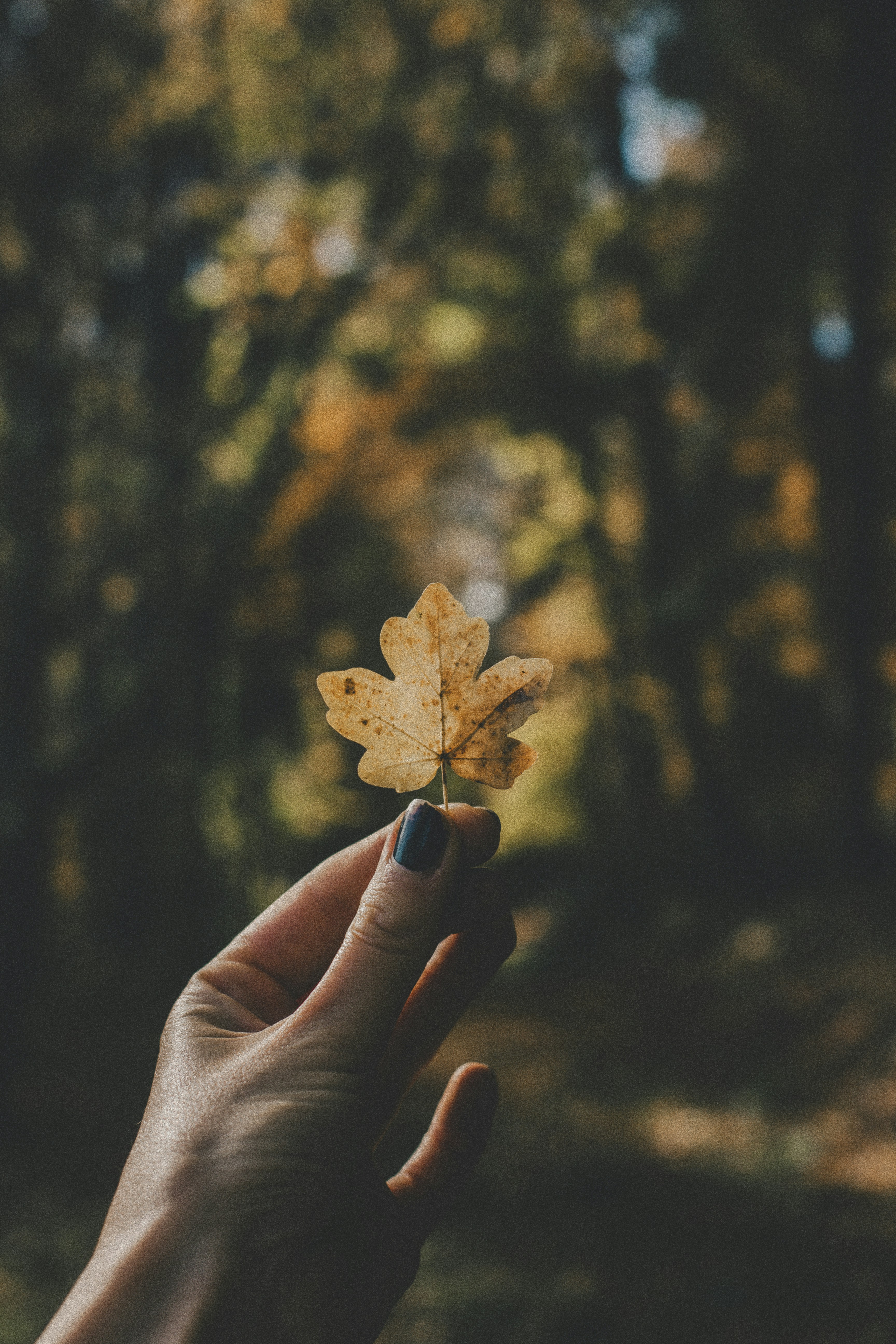 a person holding a leaf in their hand