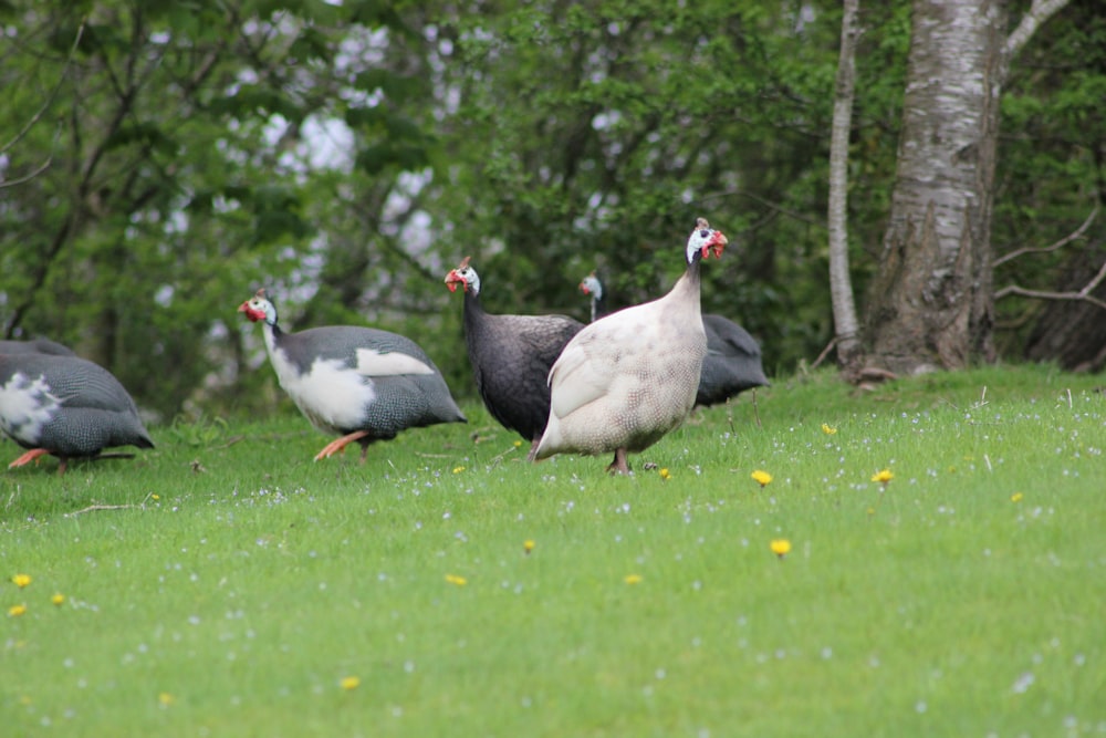 a flock of birds walking across a lush green field