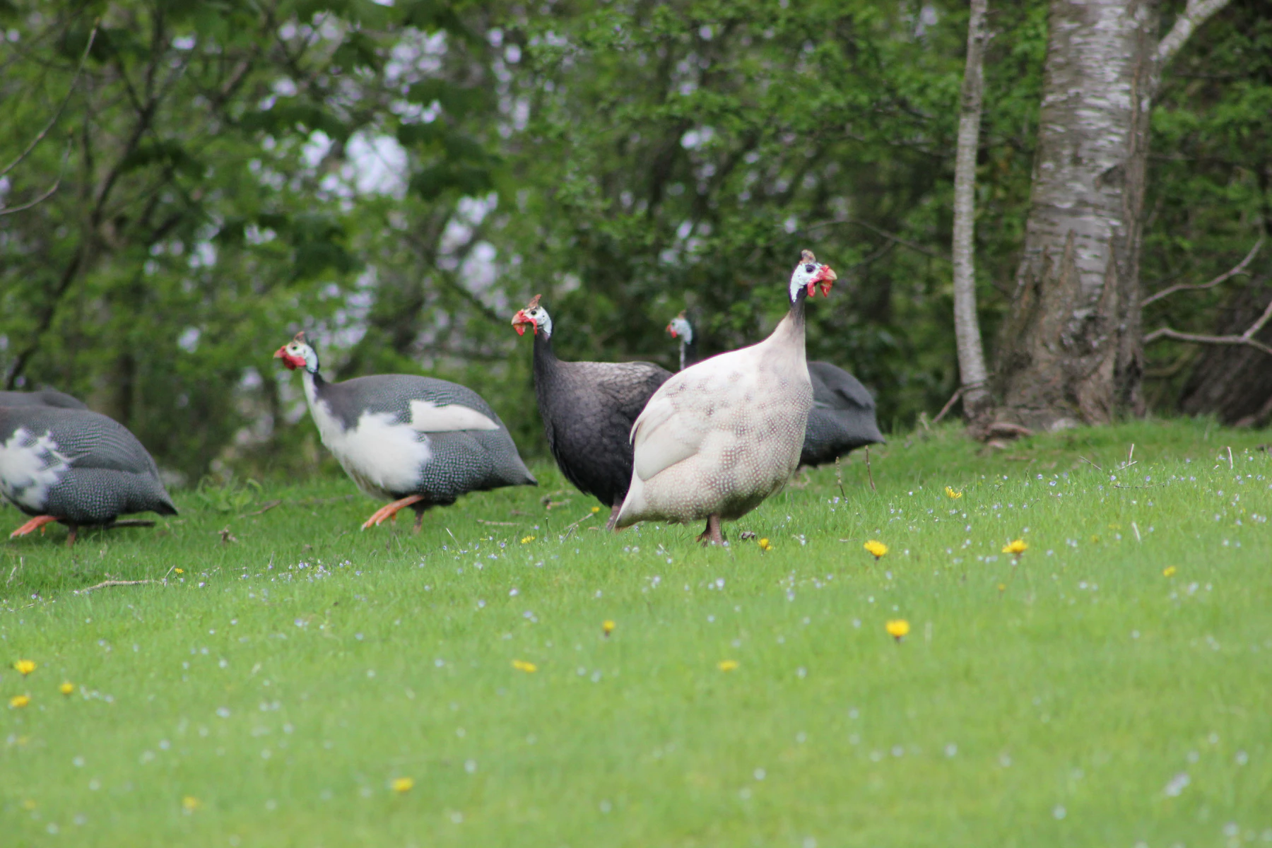 Grey and white guinea fowl ranging across a green lawn under trees