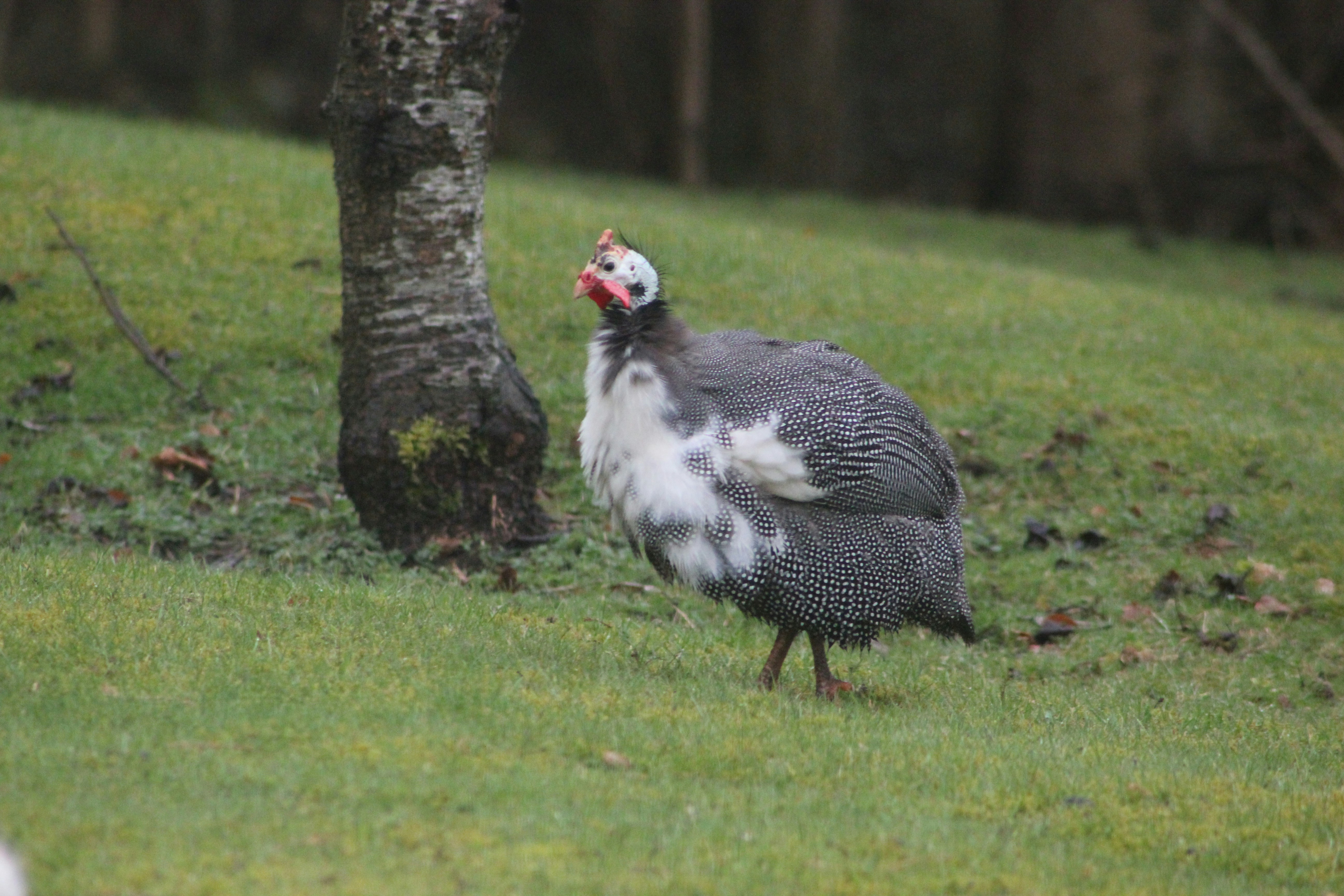 a bird standing in the grass next to a tree