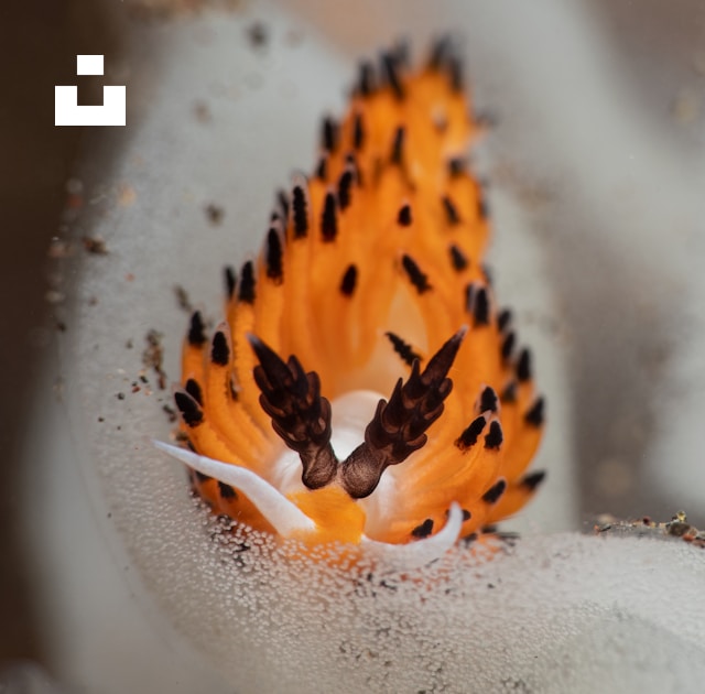 UnsplashのPascal van de Vendelが撮影した写真