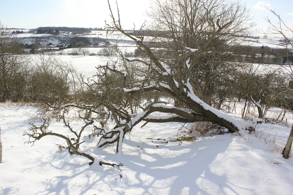 a snow covered tree in the middle of a field