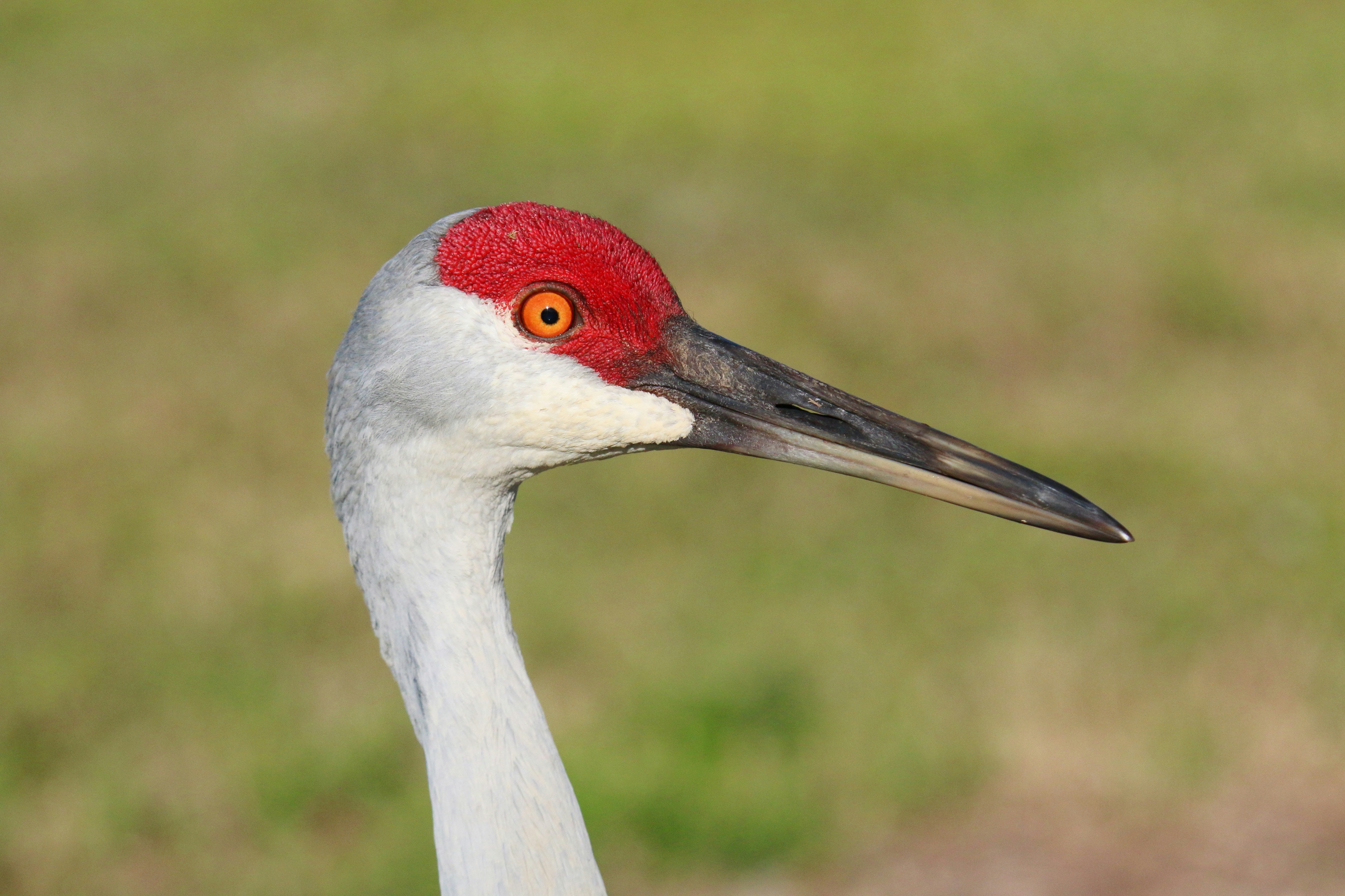 Photo by goldenplover31