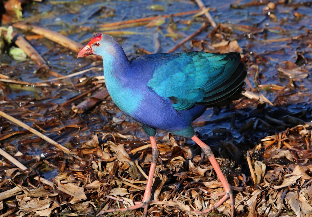 a blue and green bird standing on top of a pile of leaves