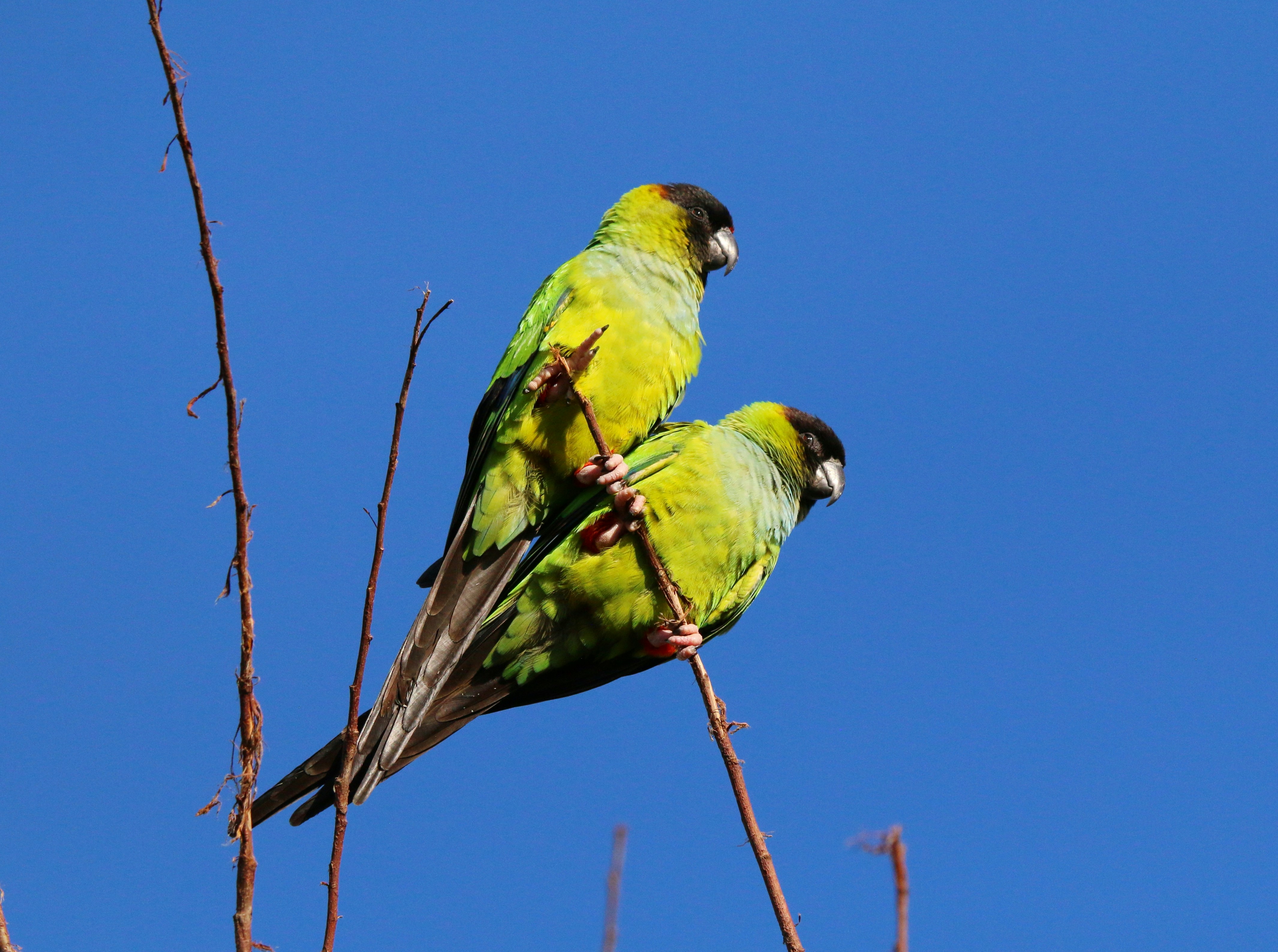 Photo by goldenplover31