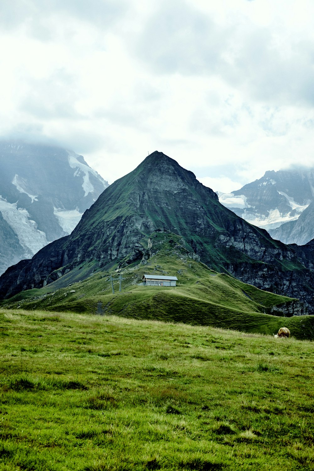 a grassy field with a mountain in the background