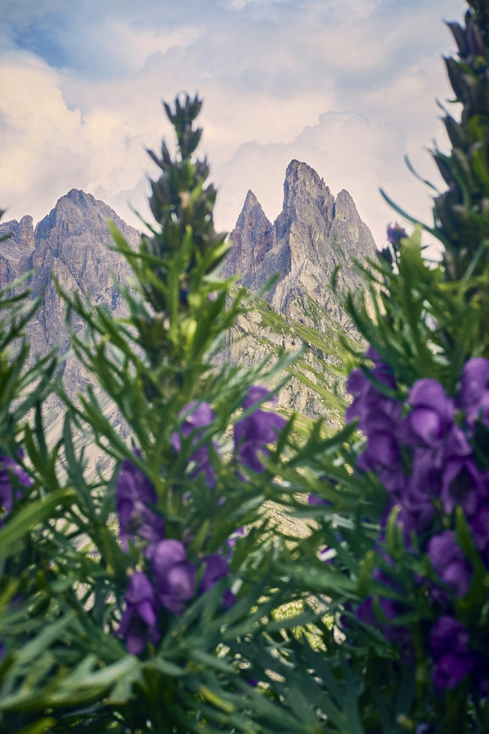 purple flowers in front of a mountain range