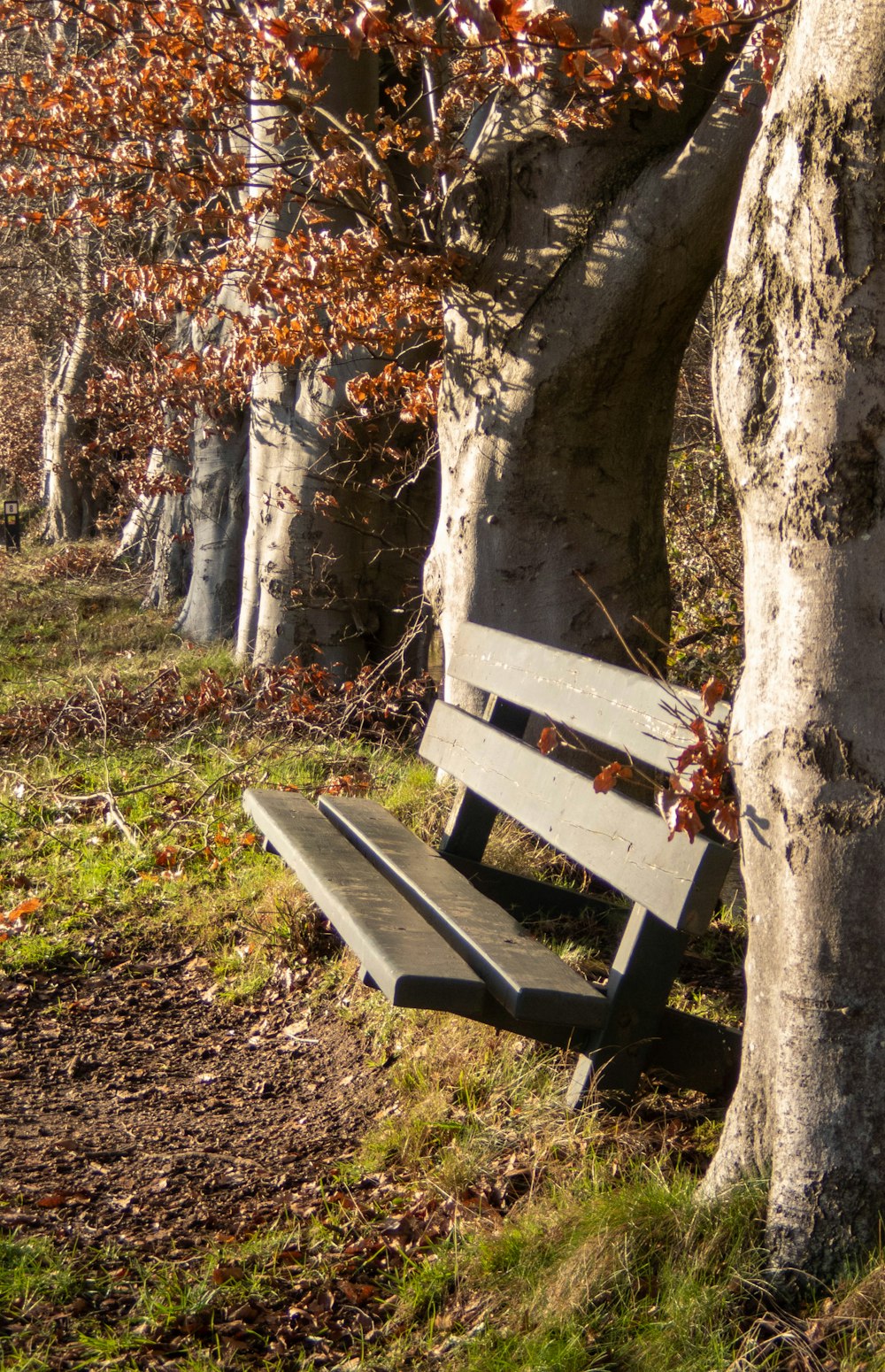 a park bench sitting between two trees in a park