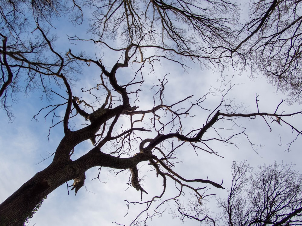 looking up at the branches of a bare tree