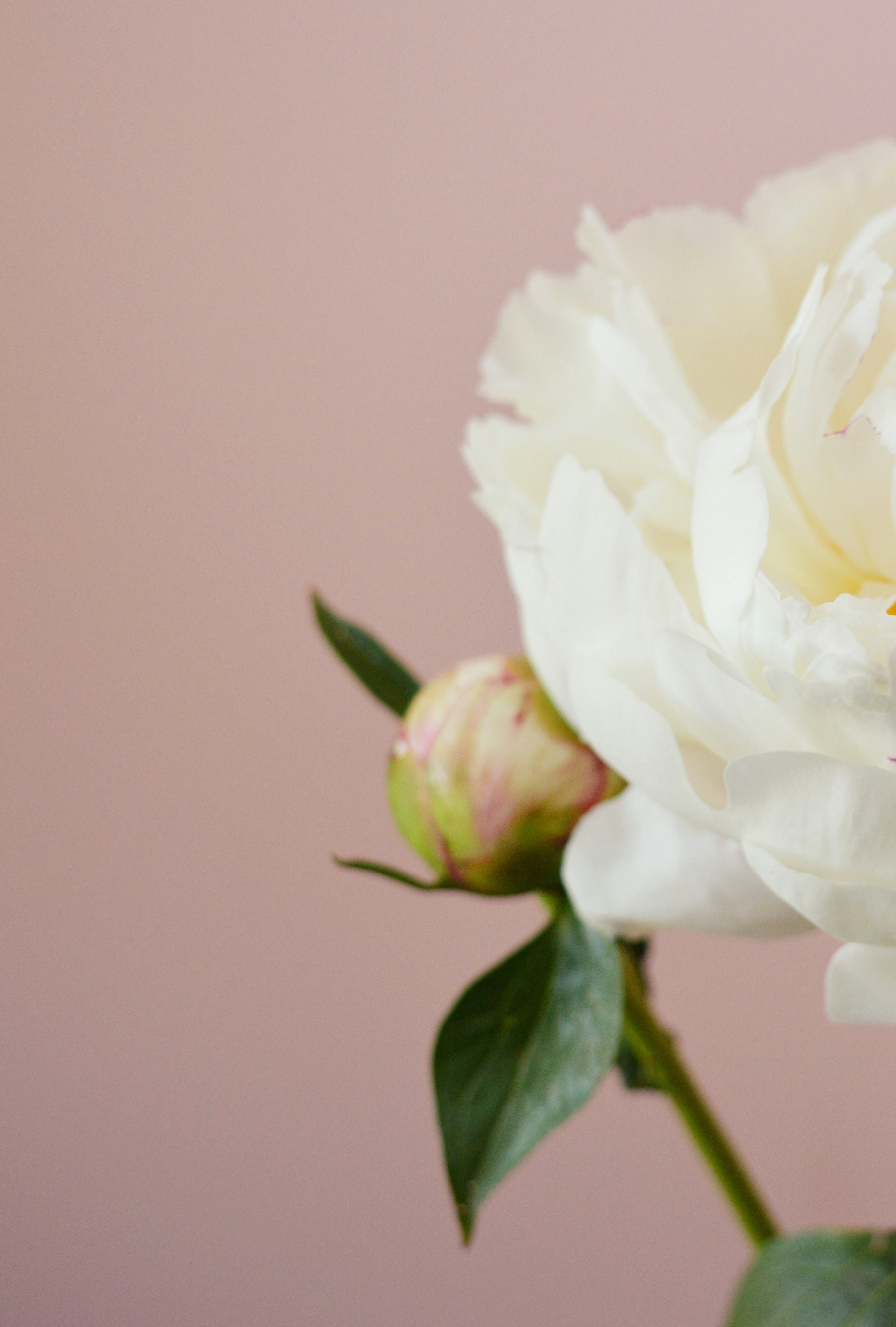 Photo by marianikolova