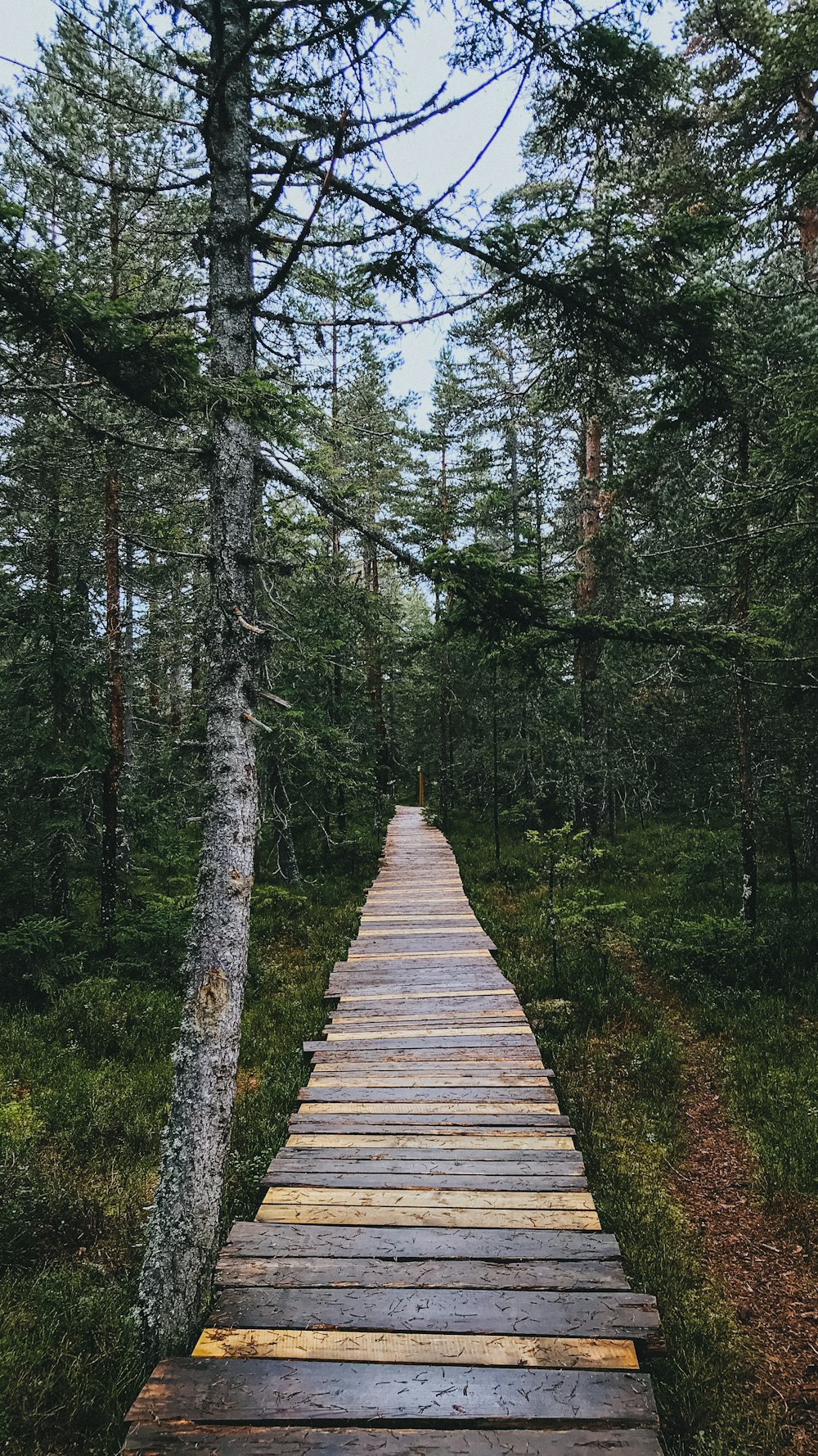 a wooden path in the middle of a forest