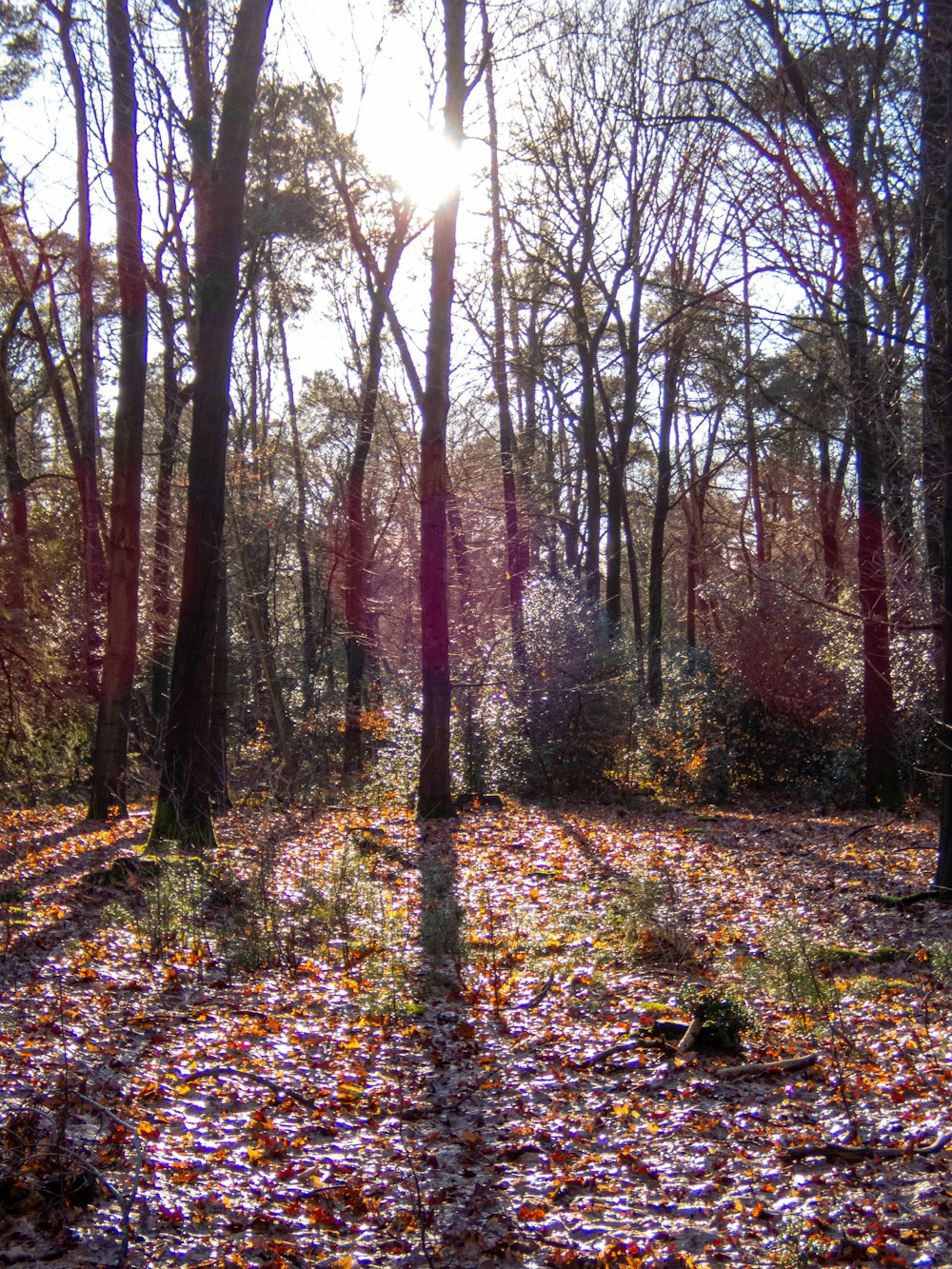 the sun shines through the trees in the woods