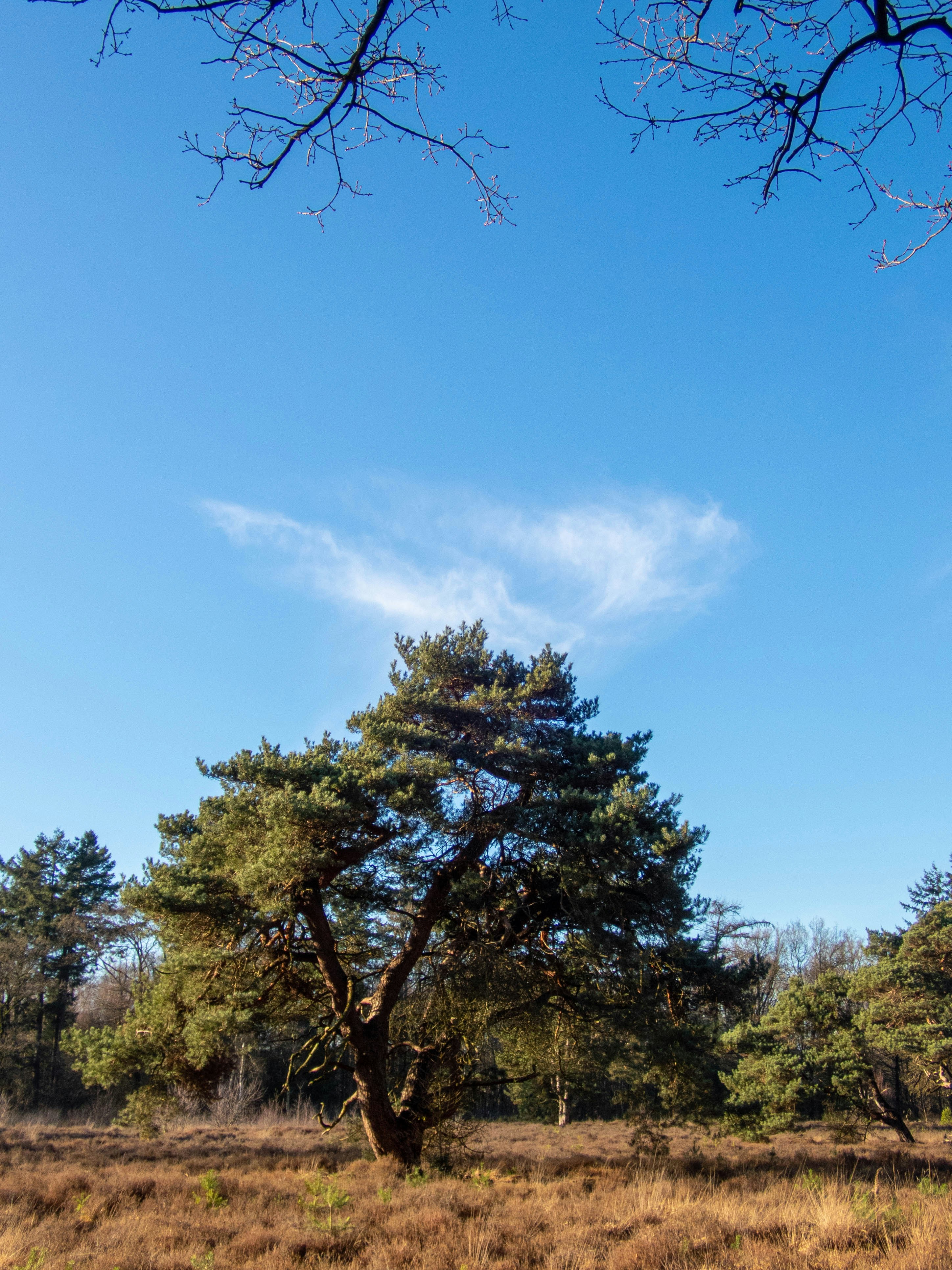 Photo by wimvanteinde