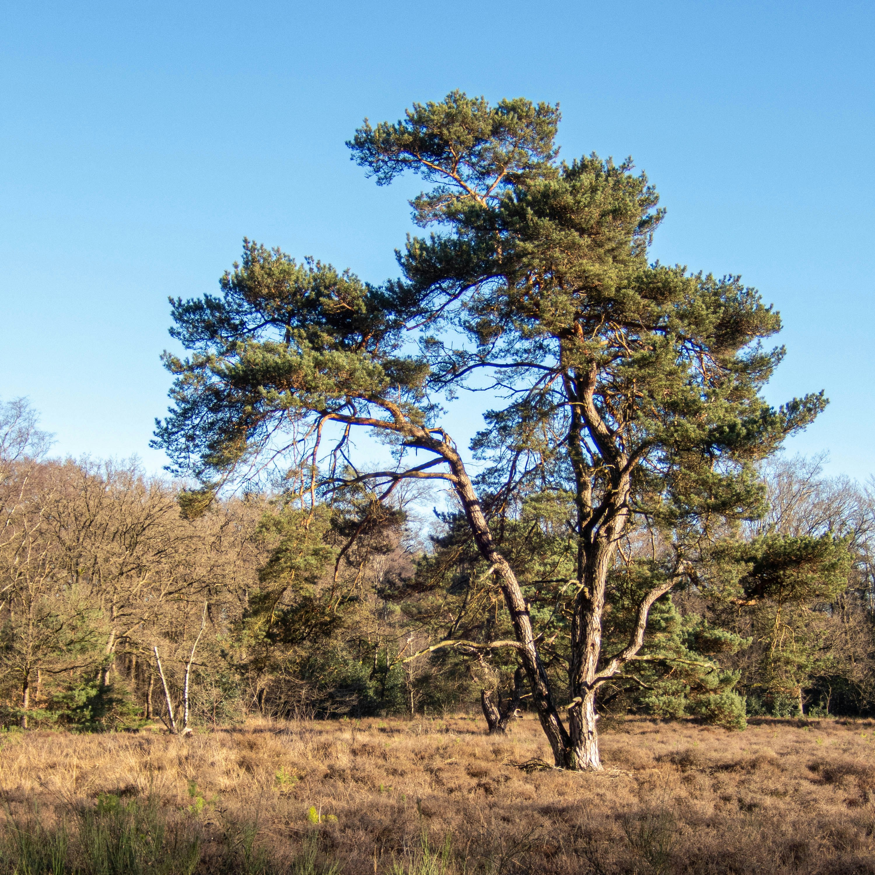 Photo by wimvanteinde