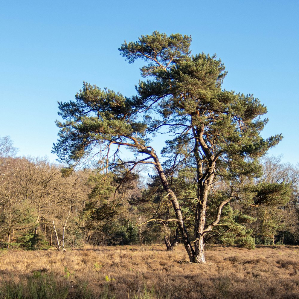 Un albero solitario in mezzo a un campo