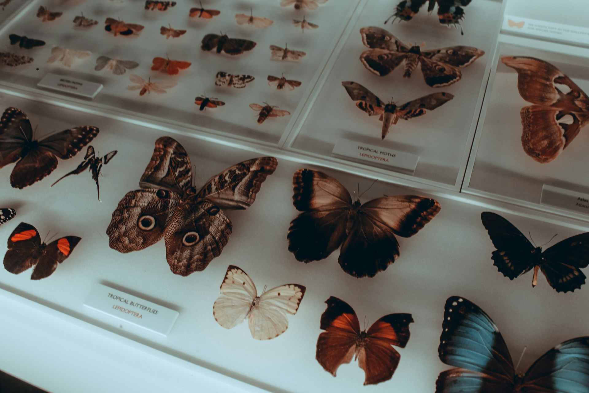a display case filled with lots of butterflies