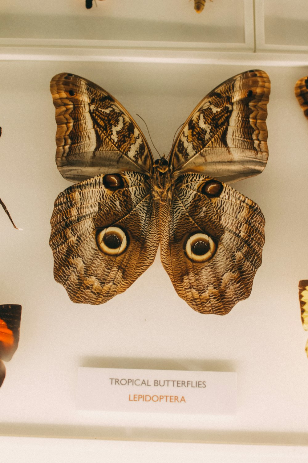 a display of butterflies and moths in a glass case