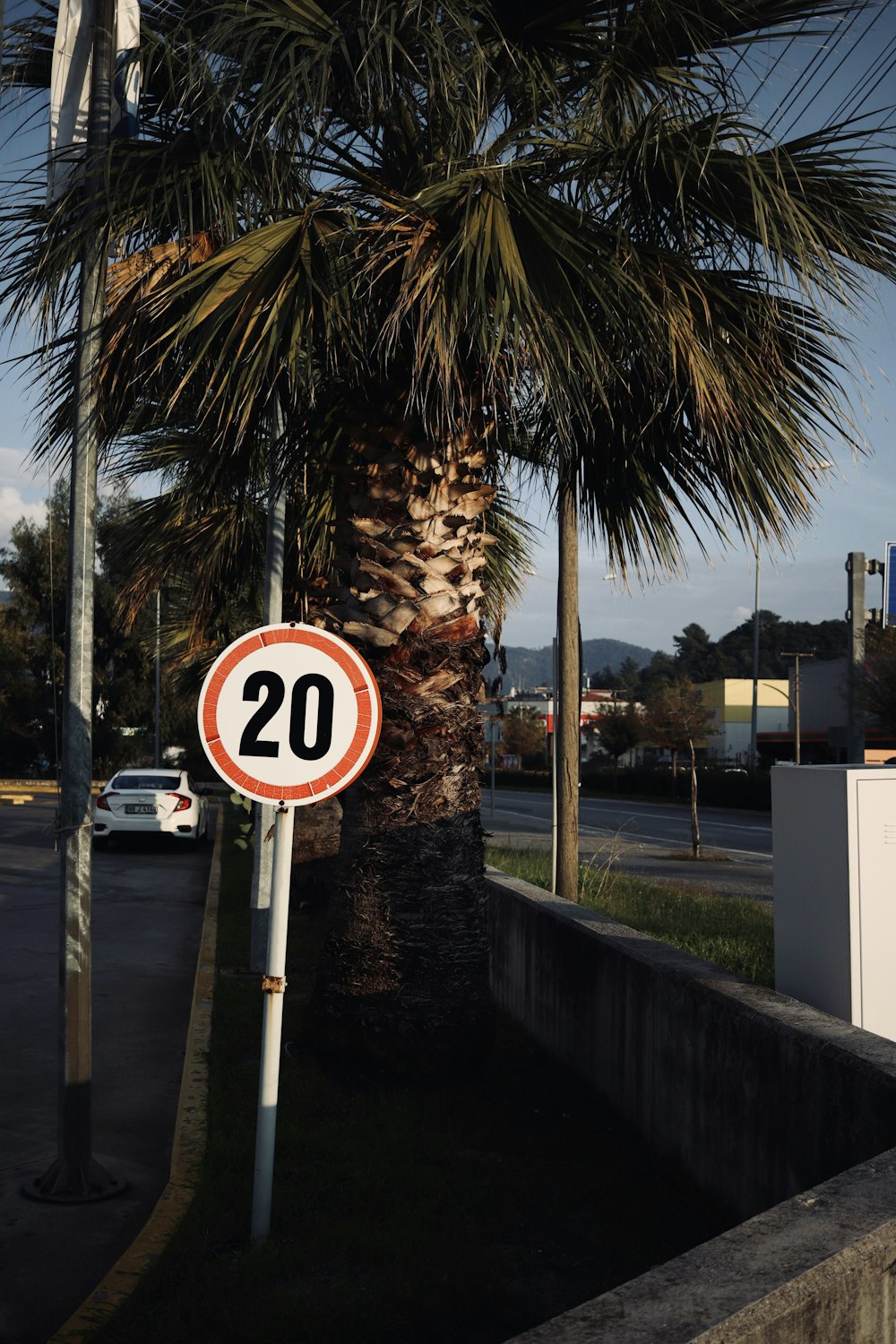 a street sign sitting next to a palm tree