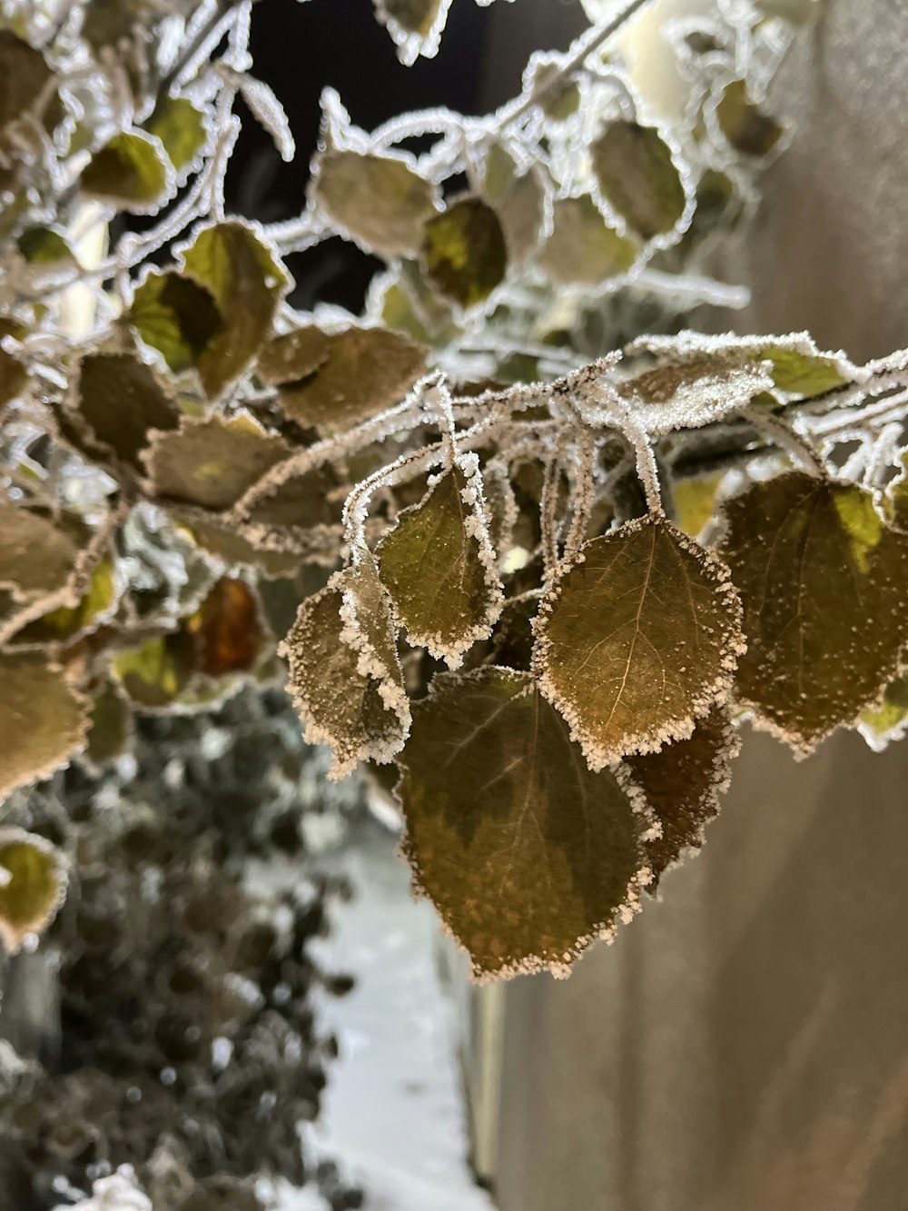 a close up of a plant with frost on it