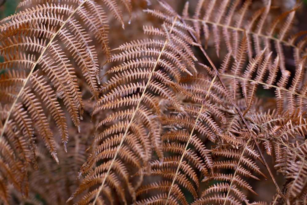 a close up of a plant with lots of leaves