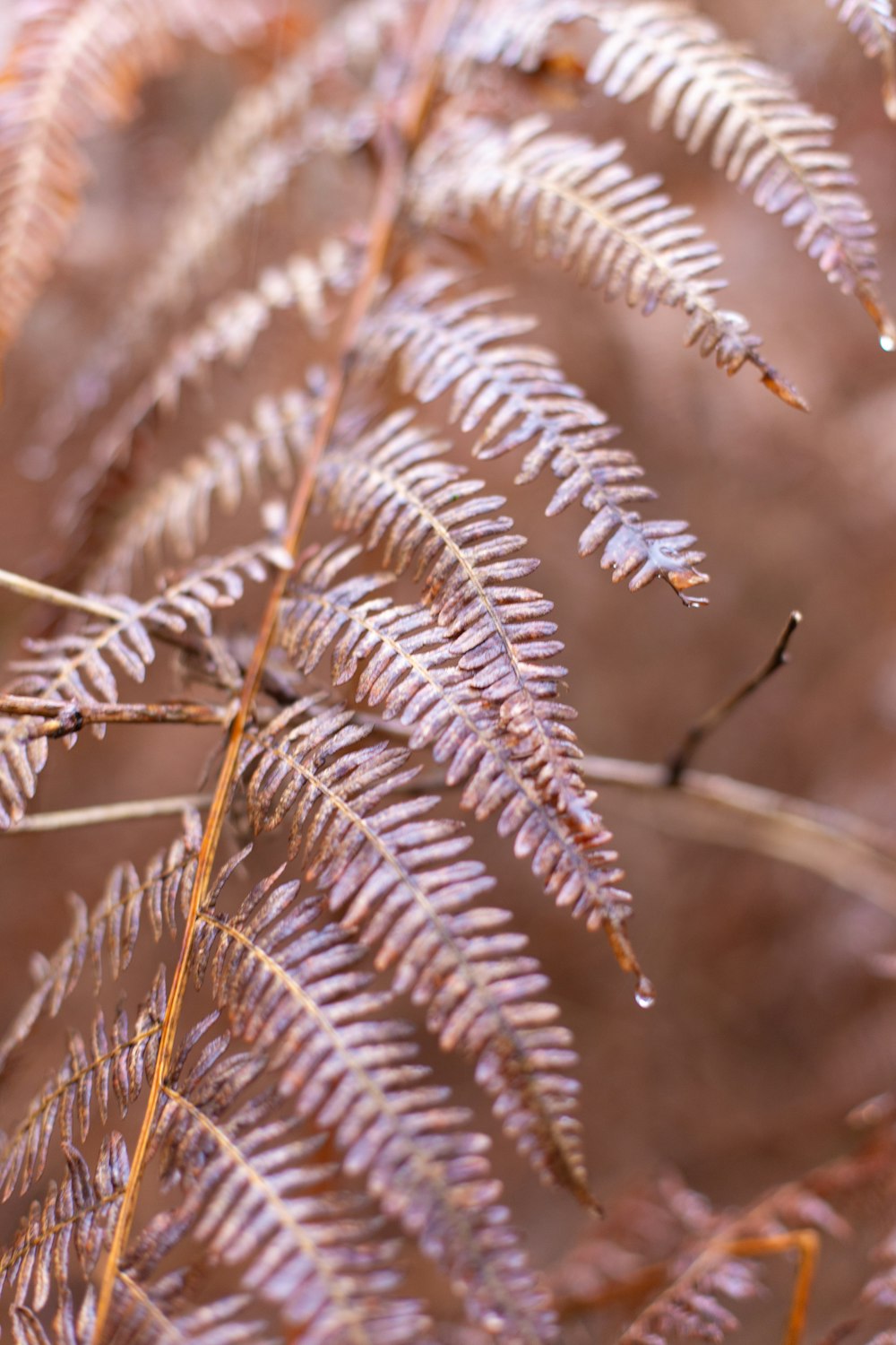 a close up of a plant with lots of leaves