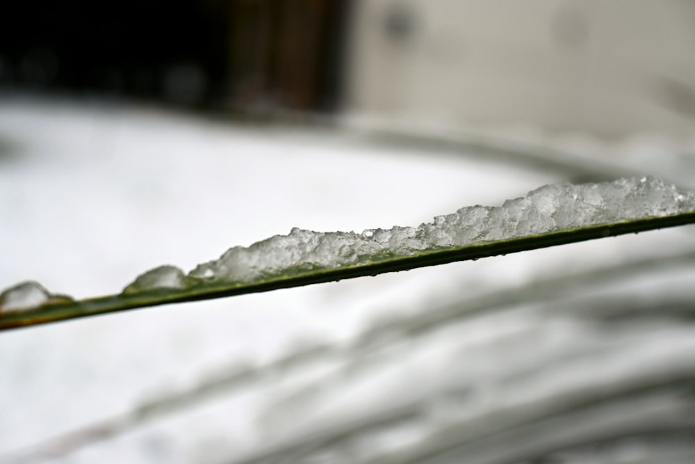 a close up of a leaf with ice on it