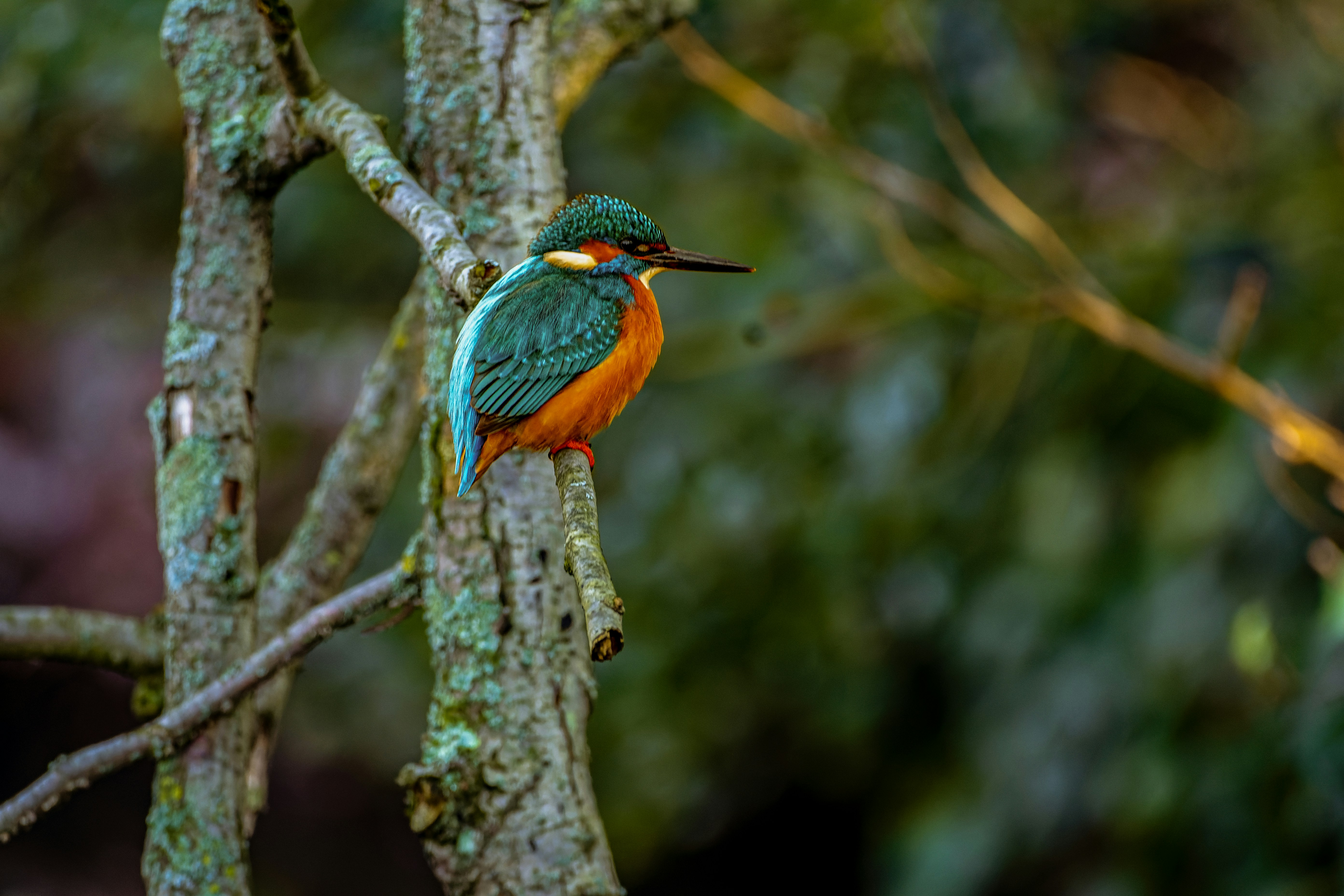 A colorful bird perched on a tree branch