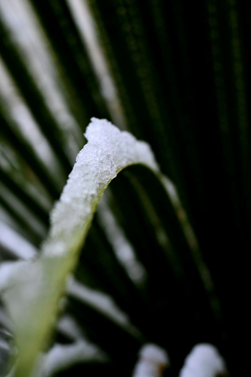 a close up of a plant with snow on it