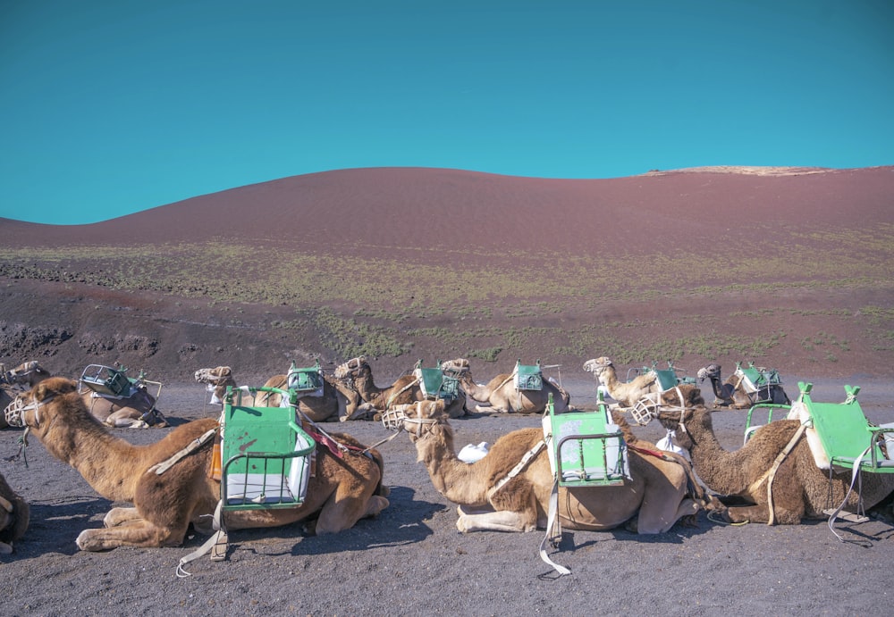 a group of camels sitting in the desert