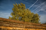 A vibrant tree with lush green leaves stands against a clear blue sky with visible contrails. In the foreground, there are large wooden logs stacked horizontally.