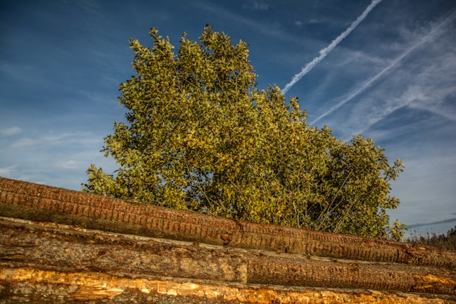 A vibrant tree with lush green leaves stands against a clear blue sky with visible contrails. In the foreground, there are large wooden logs stacked horizontally.