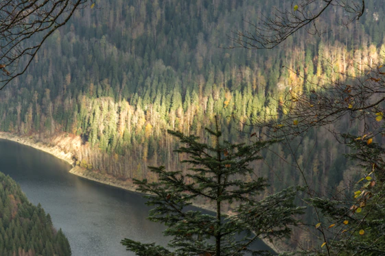 A serene European forest landscape bathed in soft morning light, symbolizing natural capital.
