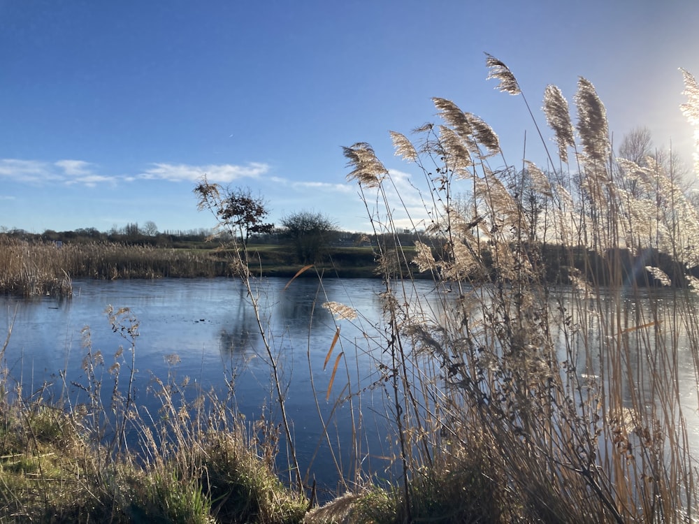 a body of water surrounded by tall grass