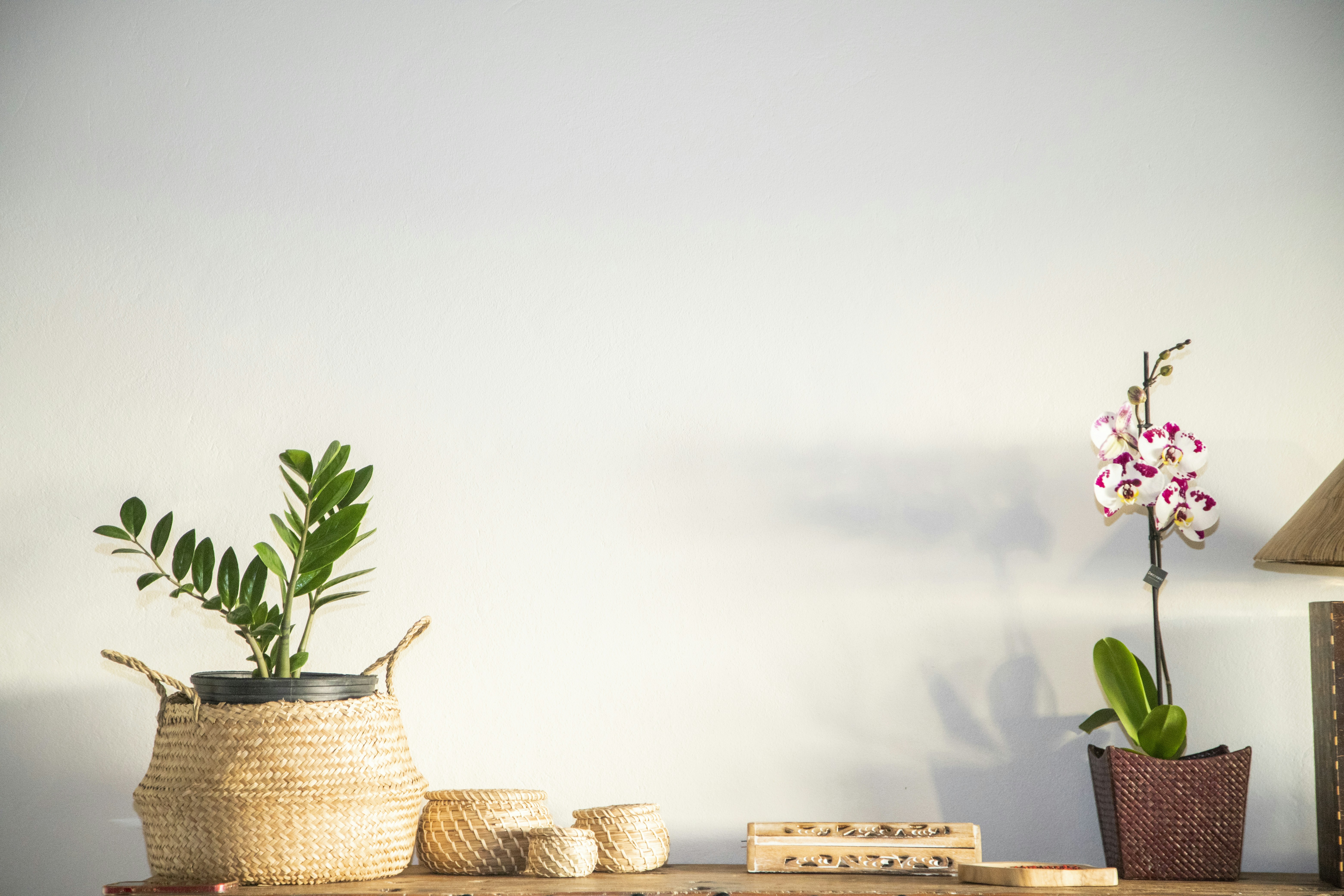 Photo by islandragonfly