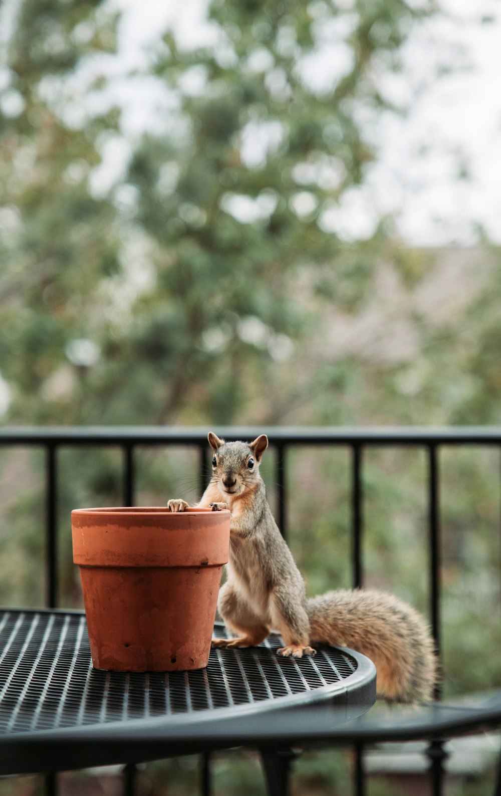 ein Eichhörnchen, das auf einer Topfpflanze sitzt