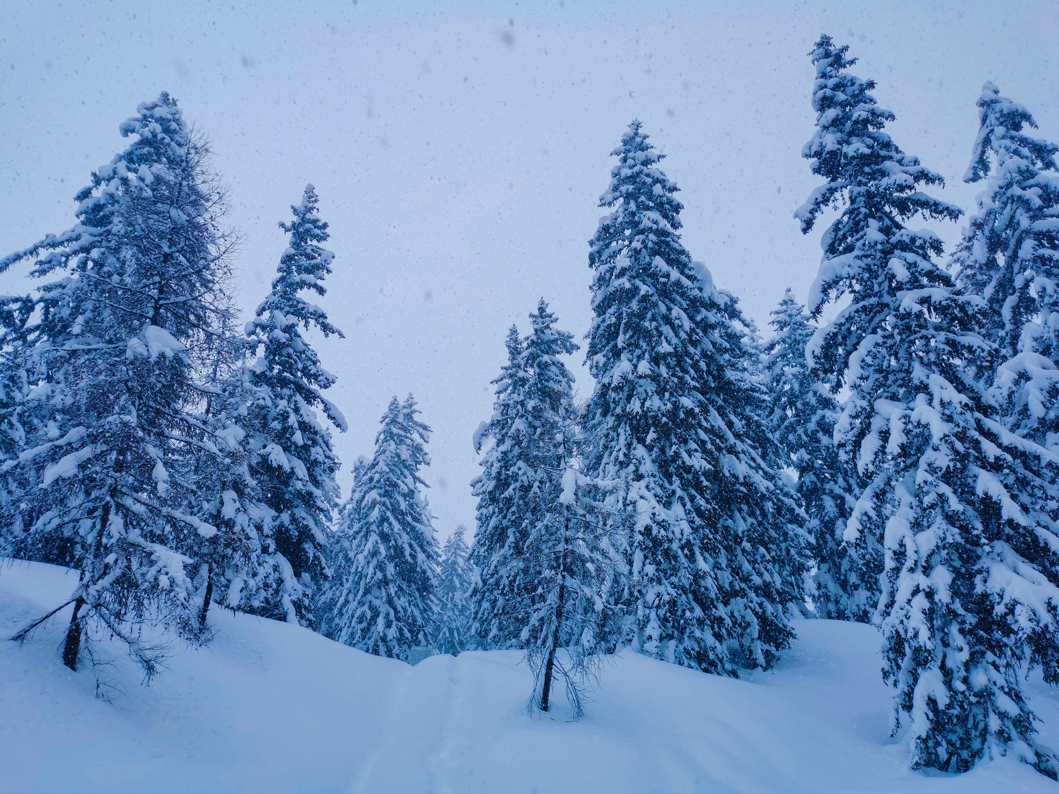 Snowy Gulmarg landscape with pine trees covered in white snow, clear blue sky, peaceful winter scene