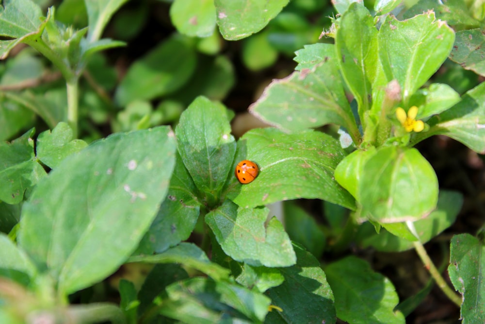 uma joaninha sentada em cima de uma planta de folhas verdes