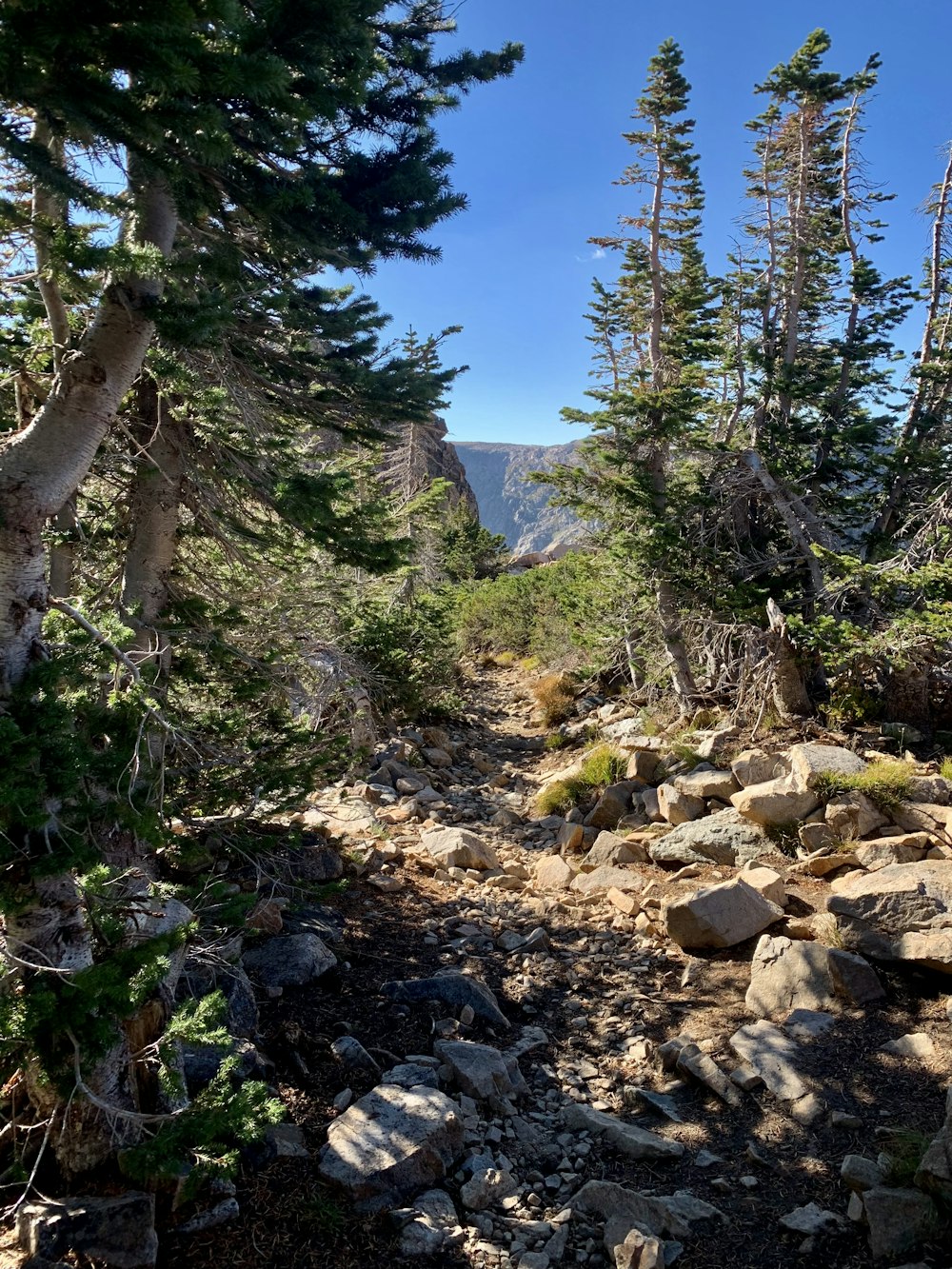 a rocky trail in the mountains with trees and rocks