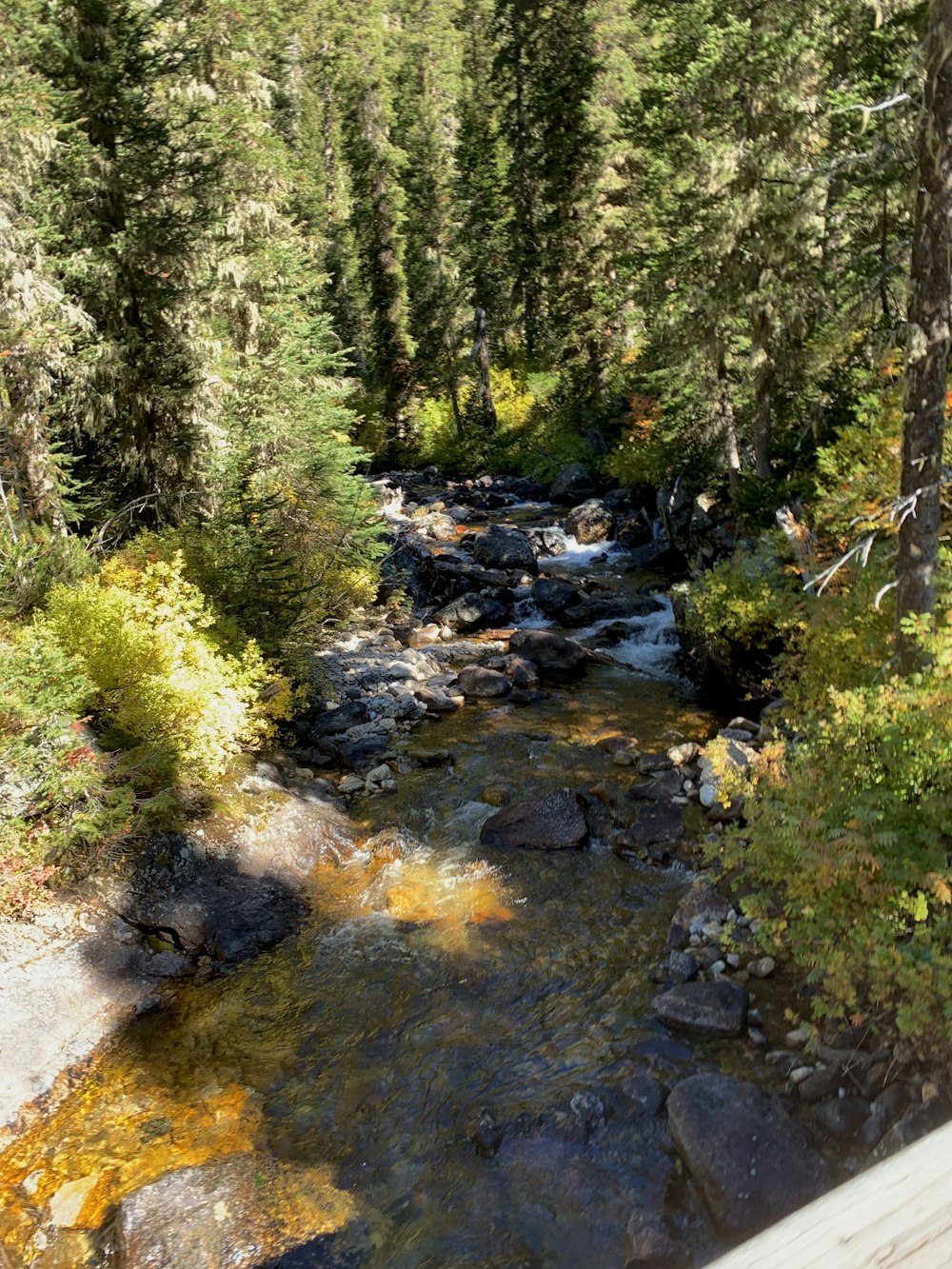 a stream running through a forest filled with lots of trees