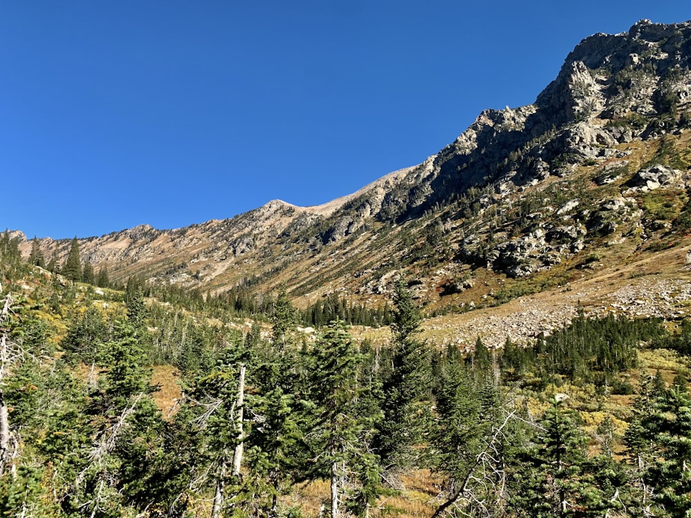 a view of a mountain with trees in the foreground