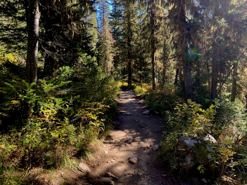 a trail in the woods with lots of trees