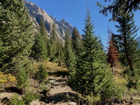 A scenic mountain landscape featuring a lush evergreen forest with a rocky pathway winding through it. Towering mountains loom in the background under a clear blue sky.