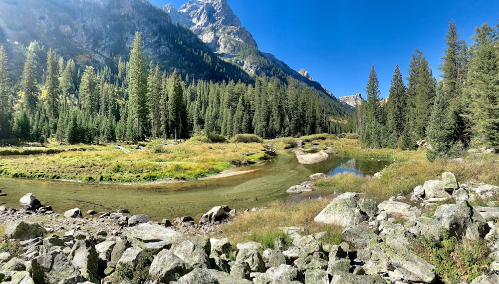 a river running through a lush green forest