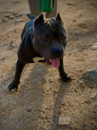 a black dog with its tongue hanging out