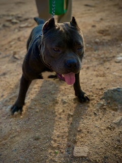 a black dog with its tongue hanging out