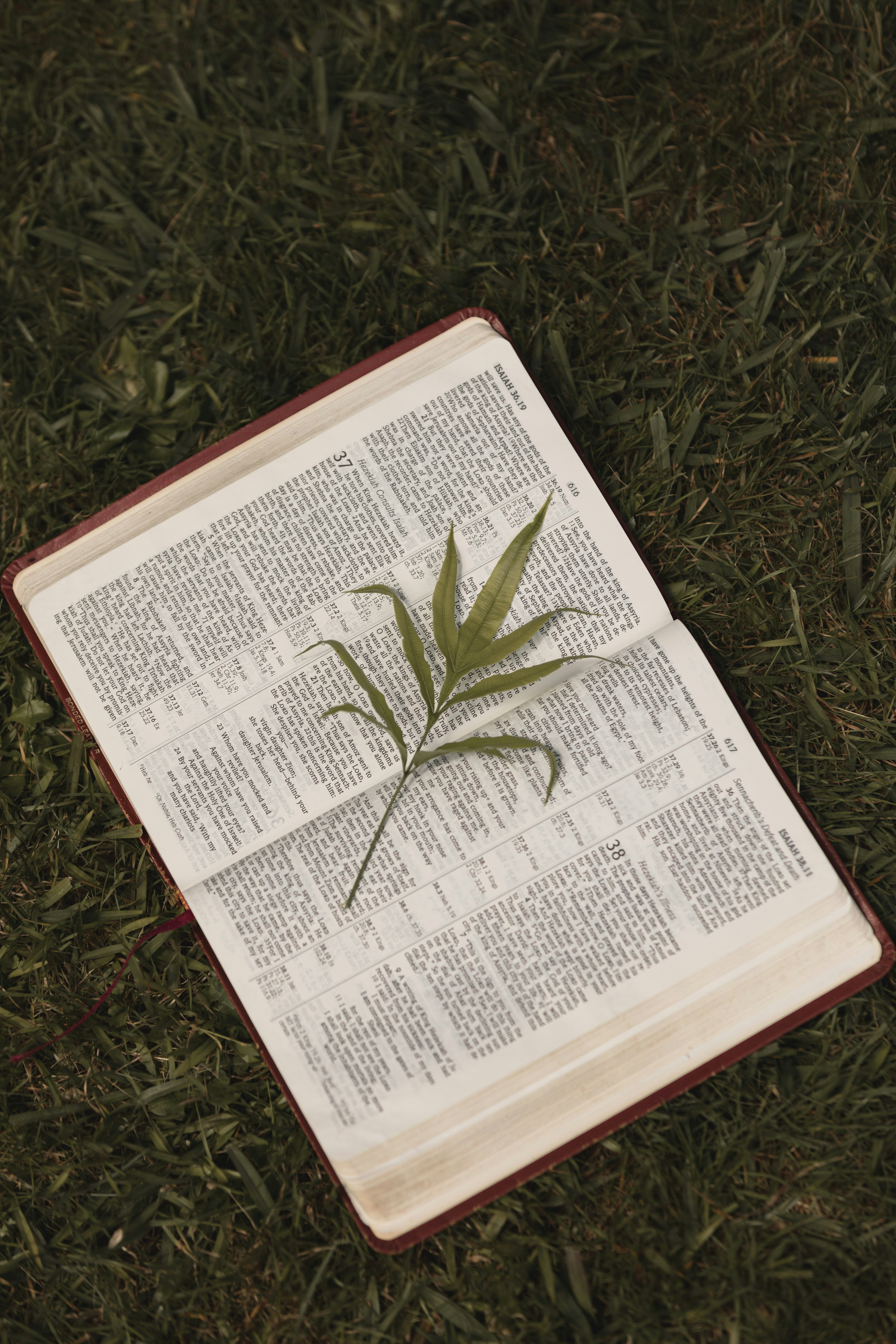 an open book with a plant on top of it