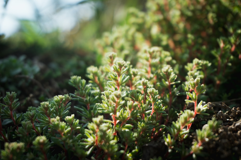 a close up of a plant with green leaves