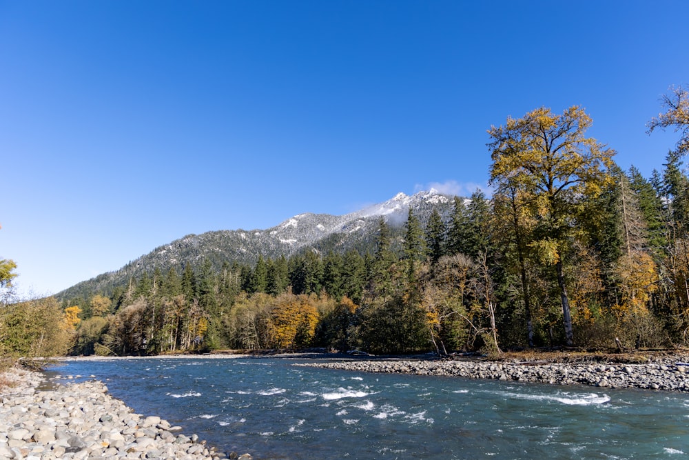 Ein Fluss, der durch einen Wald voller Bäume fließt