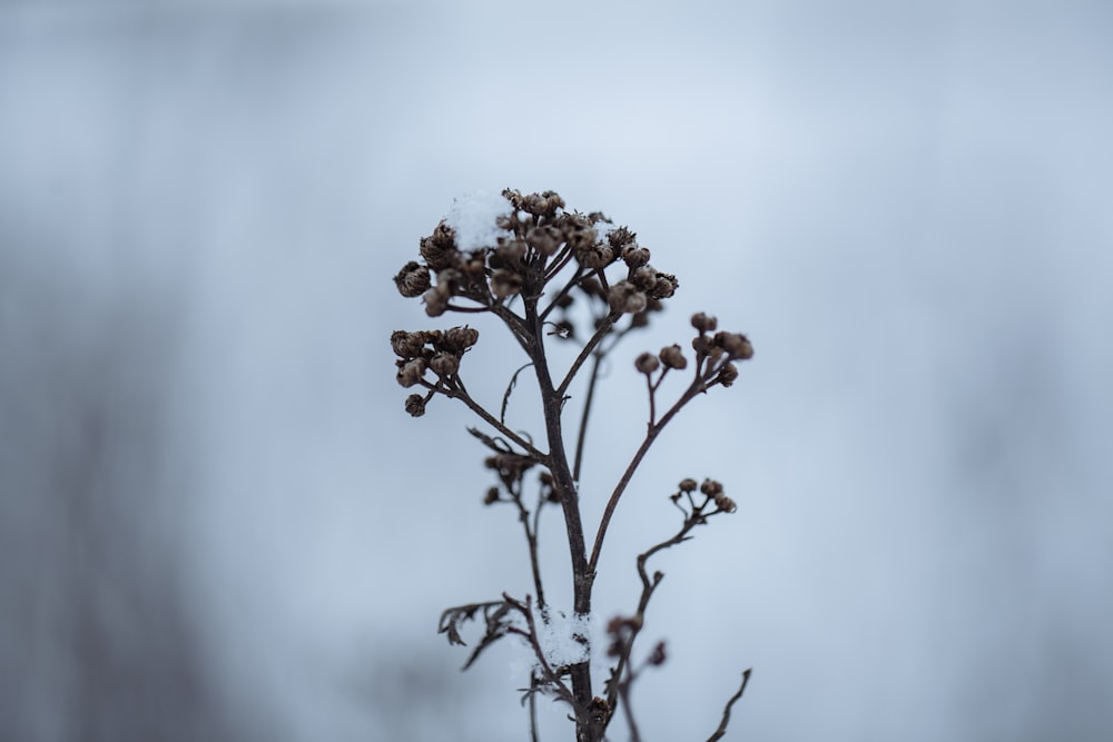 a close up of a plant with snow on it