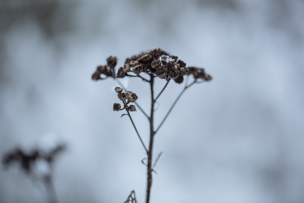 a close up of a plant with snow on it